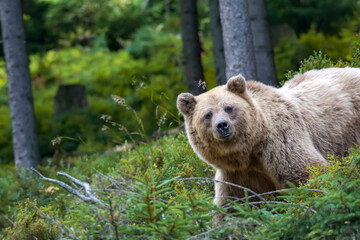 Brown bear among in the green forest