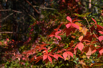 red girlish grapes in autumn forest