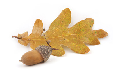 Naklejka premium Acorn and oak tree leaf isolated on white background. Dry brown yellow leaf and acorn in autumn.