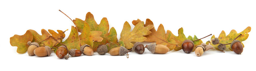 Autumn composition of acorns and oak leaves isolated on white background. Border of dry brown  yellow leaves and acorns. - obrazy, fototapety, plakaty