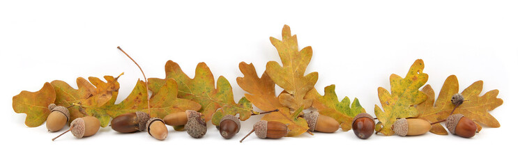 Autumn composition of acorns and oak leaves isolated on white background. Border of dry brown  yellow leaves and acorns. © vaitekune