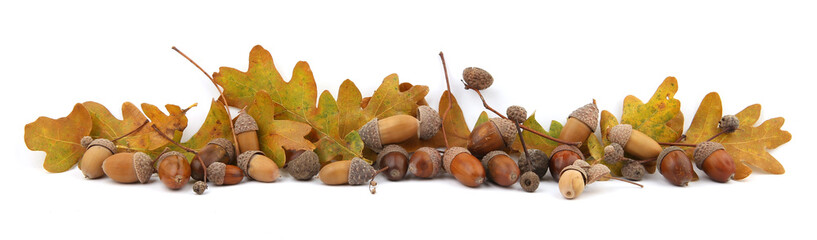 Autumn composition of acorns and oak leaves isolated on white background. Border of dry brown  yellow leaves and acorns. © vaitekune