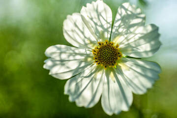 Obraz premium コスモス