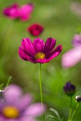 Fototapeta premium コスモス