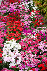 アメリカナデシコ　ナデシコ　花壇　花