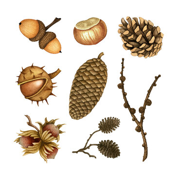 Autumn Forest Tree part watercolor set. Chestnut, Acorn, Cones, Nuts (Hazelnut). Fall season Woodland Plants. Hand drawn realistic collection of natural elements isolated for card, wrap, invitation