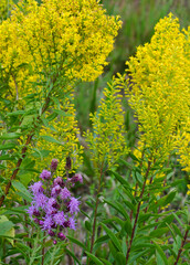 573-04 Goldenrod & Blazing Star
