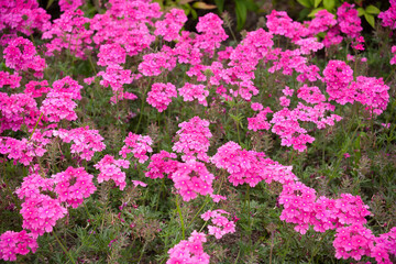 ナデシコ　花壇　花