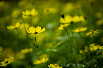 Obraz premium コスモス