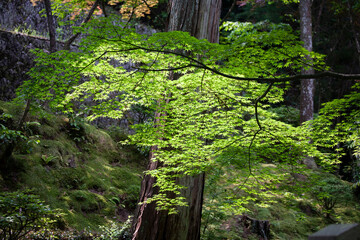 もみじ　楓　イロハモミジ