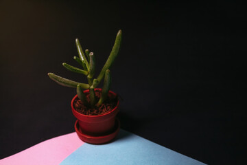 cactus in a pot