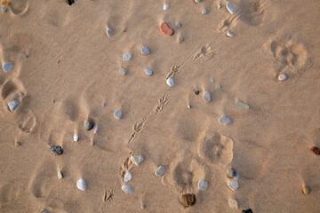 Close up bird footprints on a sand