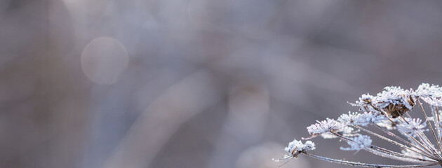 Abstract blurred bokeh soft web banner background with Wild angelica plant dry compound umbels of flowers covered with white and shiny frost crystals, winter magic concept