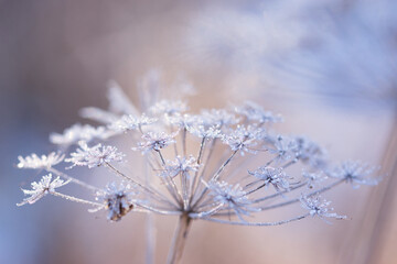 Abstract blurred soft bokeh background with Wild angelica plant dry compound umbels of flowers covered with white and shiny frost crystals, winter magic concept - obrazy, fototapety, plakaty