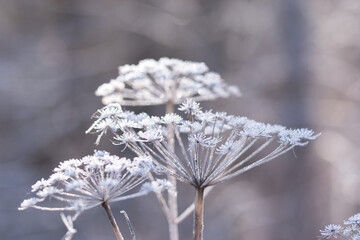 Abstract blurred soft bokeh background with Wild angelica plant dry compound umbels of flowers covered with white and shiny frost crystals, winter magic concept - obrazy, fototapety, plakaty