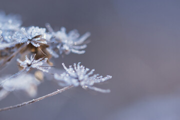 Abstract blurred soft bokeh background with Wild angelica plant dry compound umbels of flowers...