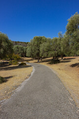Olive trees on the yellow dry grass field and an asphalt road in the Maremma Natural Park. Vertical image.