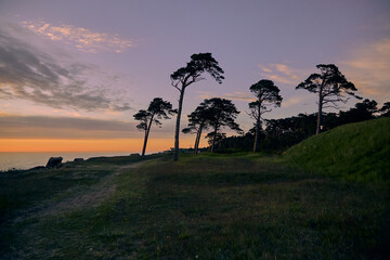 Pines at windy Baltic sea shore in Liepaja, Latvia