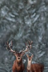 Noble deer male and female in winter snow forest. Copy space. Christmas card.