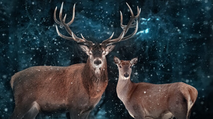 Couple of noble deer in a snowy winter forest. Natural winter image.