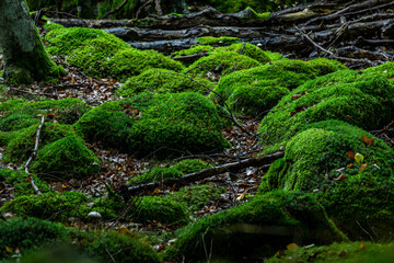 green moos in swedish wood