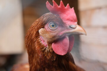 Portrait of a brown hen in a hen house. Concept - homemade chicken, natural products and eggs.