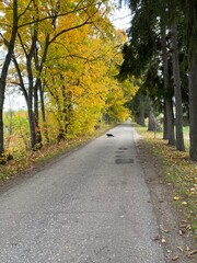 road in autumn