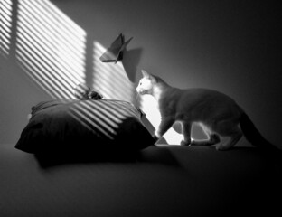 Gato jugando al cazador