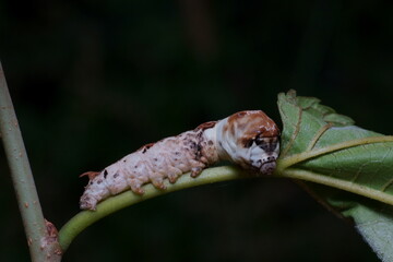 クワコの幼虫のクローズアップ
