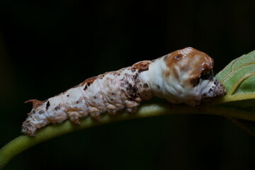 クワコの幼虫のマクロ撮影