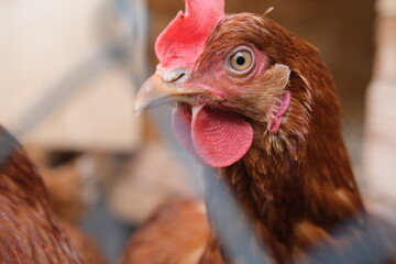 Portrait of a brown hen in a hen house. Concept - homemade chicken, natural products and eggs.