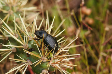 beetle on the grass