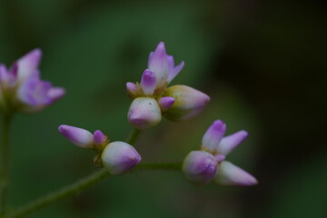 マメ科の植物のクローズアップ