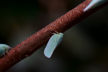 枝にとまっているアオバハゴロモのマクロ撮影