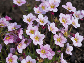 Obraz na płótnie Canvas Close up of Saxifraga rosacea, Irish saxifrage. Beautiful pink spring flowers blooming in the rock garden. Gardening concept. Natural background. Selective focus, shallow depth of field