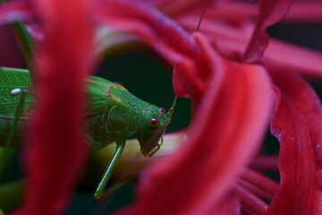 ヒガンバナとキリギリスの仲間のクローズアップ