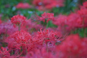 野に群生するヒガンバナ