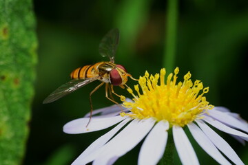 ヒラタアブと花のマクロ撮影