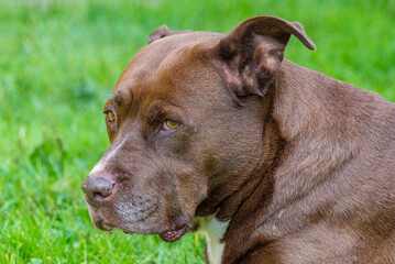 Big brown bull dog closeup in grass