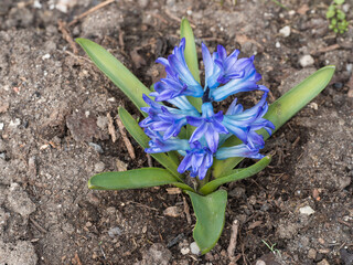 Close up, macro of blue Hyacinth, Hyacinthus orientalis in flower bed. Beautiful spring flower blossom with lush green leaves, top view