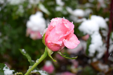 pink rose in snow