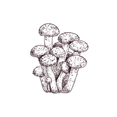 Hand drawn honey fungus. Isolated sketch on white background. Vector illustration.