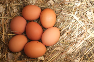 Fresh chicken eggs lie in a hen house in the hay. Concept - agriculture, food and natural products.