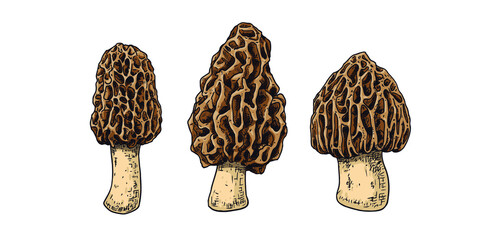 Hand drawn morel mushroom. Isolated sketch on white background. Vector illustration. - obrazy, fototapety, plakaty