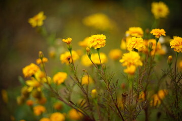 Obraz premium Autumn garden with yellow flowers marigold. Floral art card