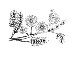 set mimosa bashful perennial sketch hand drawn