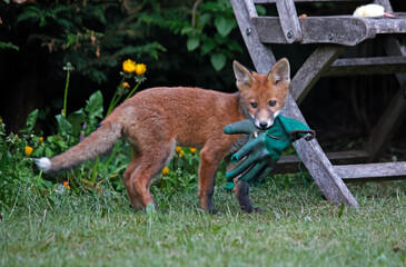 Fox cub playing with a discarded gardening glove