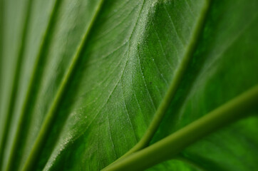 Green leaf tropical plant close-up. Fresh green background, tropical leaves in raindrops, macro
