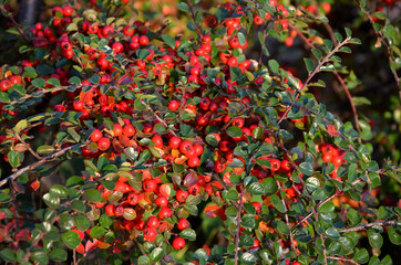 firethorn decorative shrub with red berries and green leaves