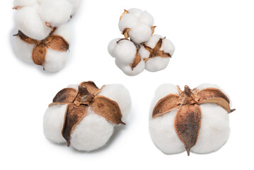 Cotton flower branch isolated on white background.